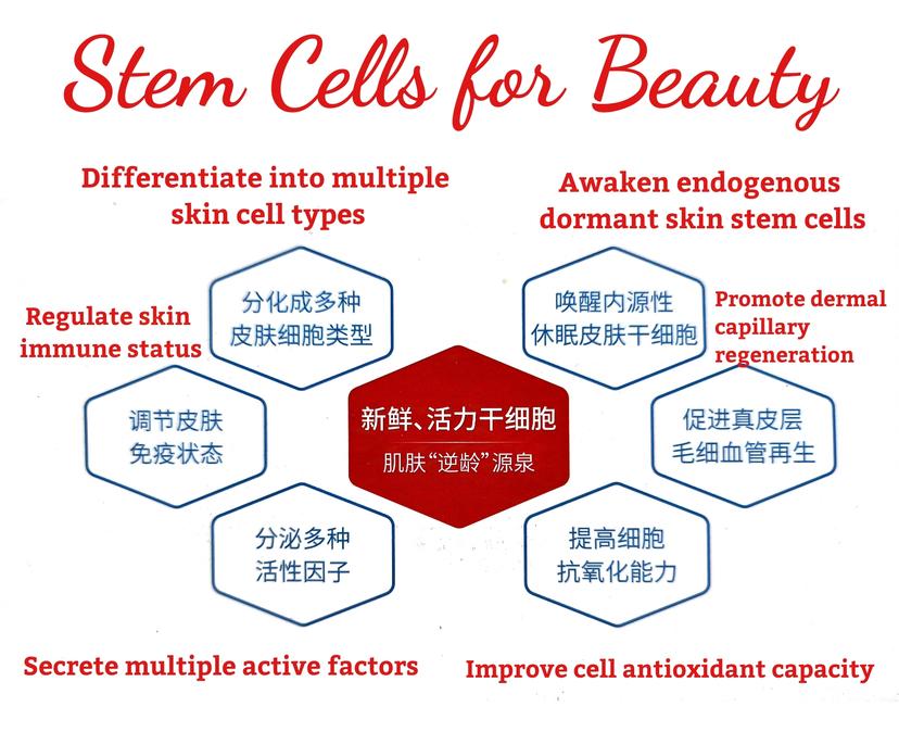 Stem cell beauty chinese diagram